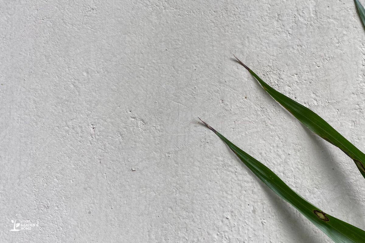 Spider Plant Leaves With Dark Spots