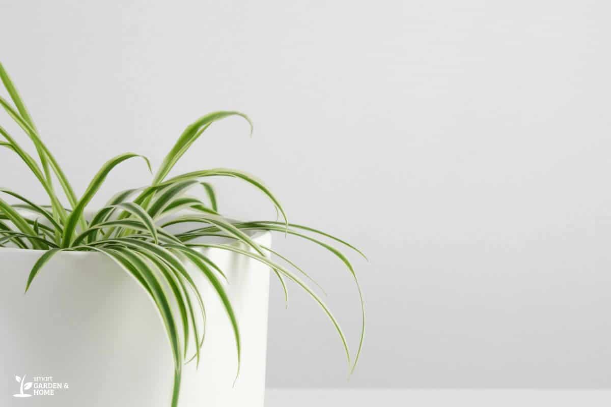 Close-up of a spider plant in a ceramic pot with arching, narrow green leaves featuring white stripes.