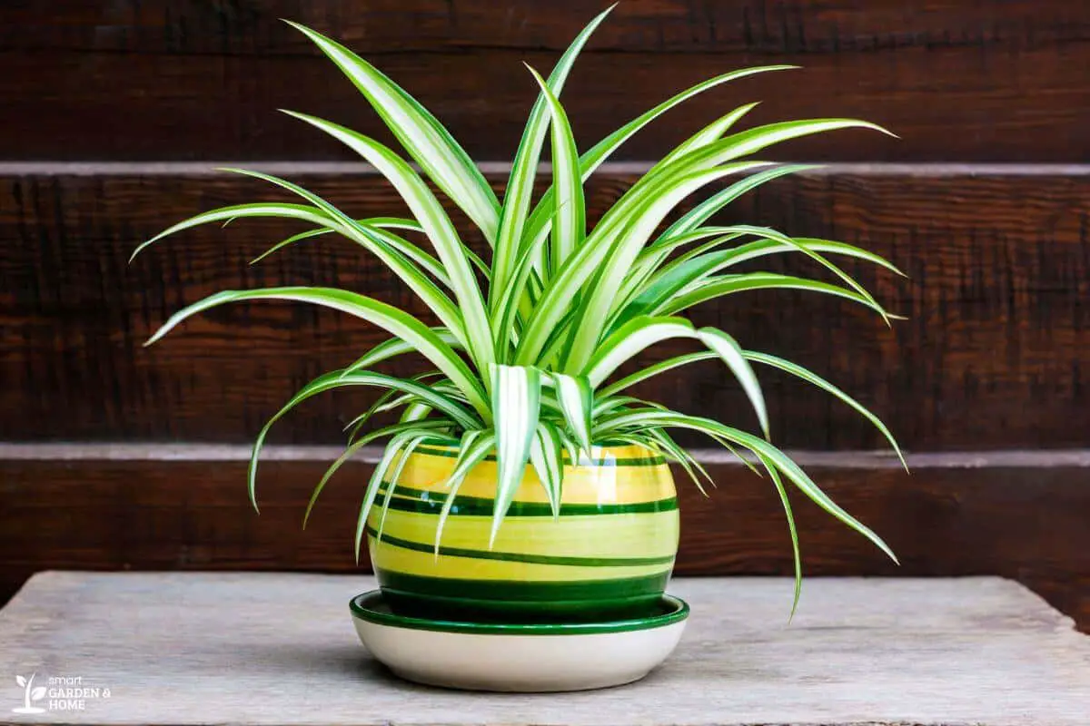 Spider Plant in a Green, Ceramic Pot