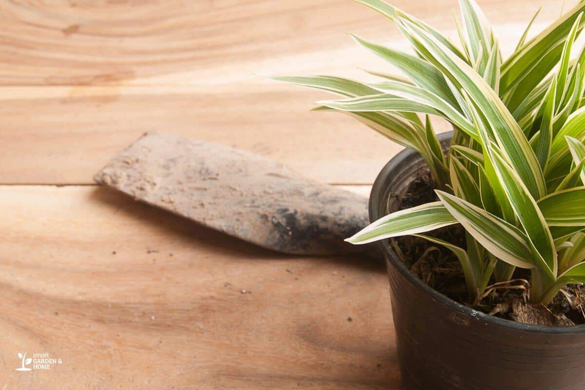 A small potted plant with green and white striped leaves is placed on a wooden surface.