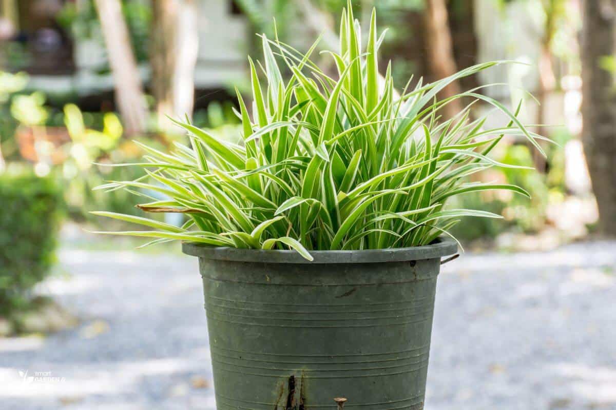 Spider Plant On A Plastic Pot