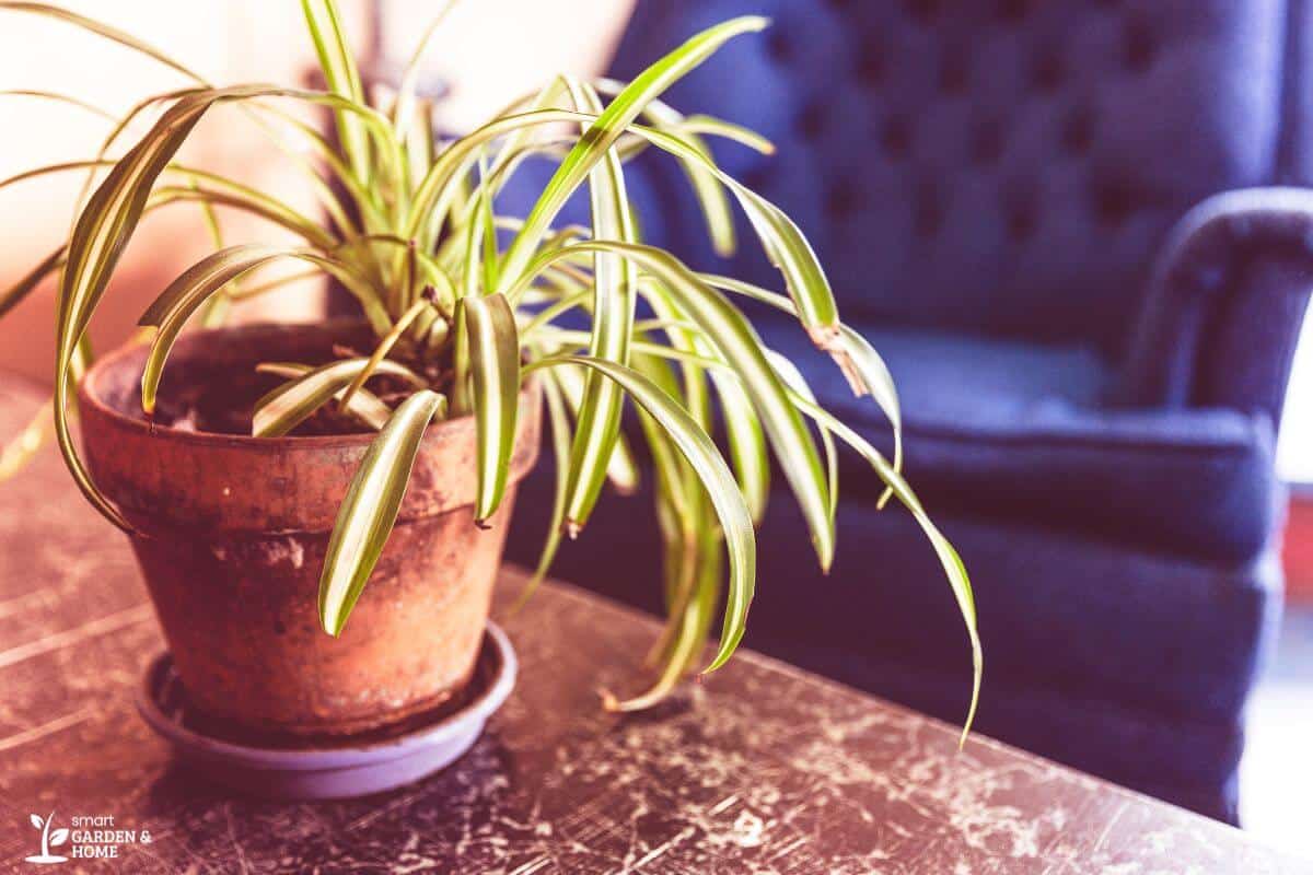 Spider Plant in a Pot