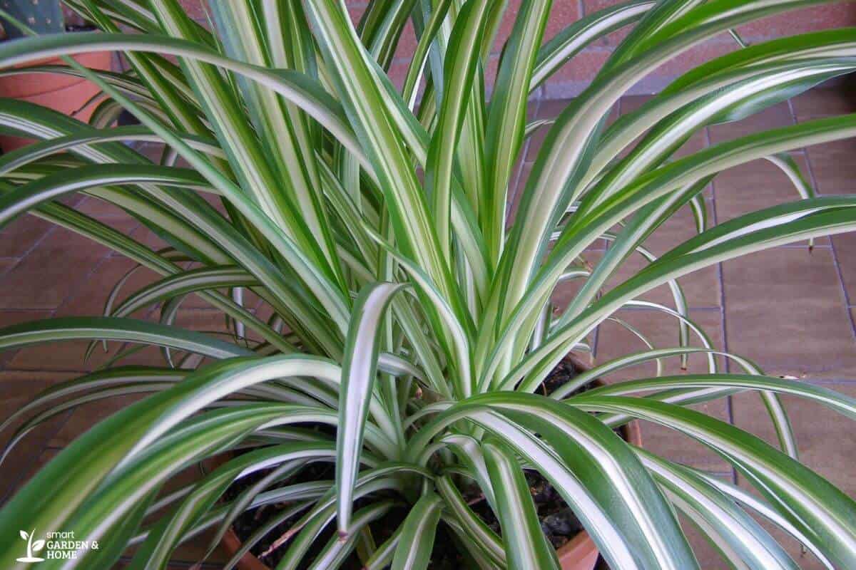 A close-up image of a spider plant in a pot.