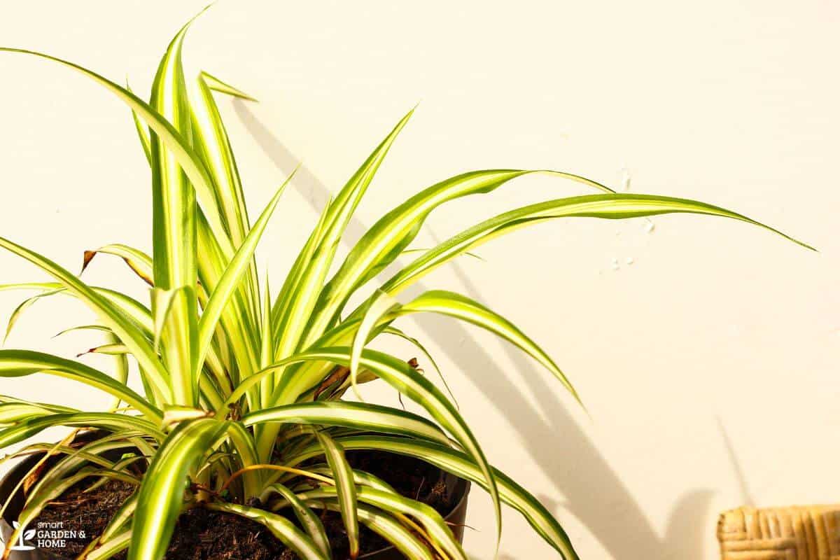 Spider Plant On A Pot