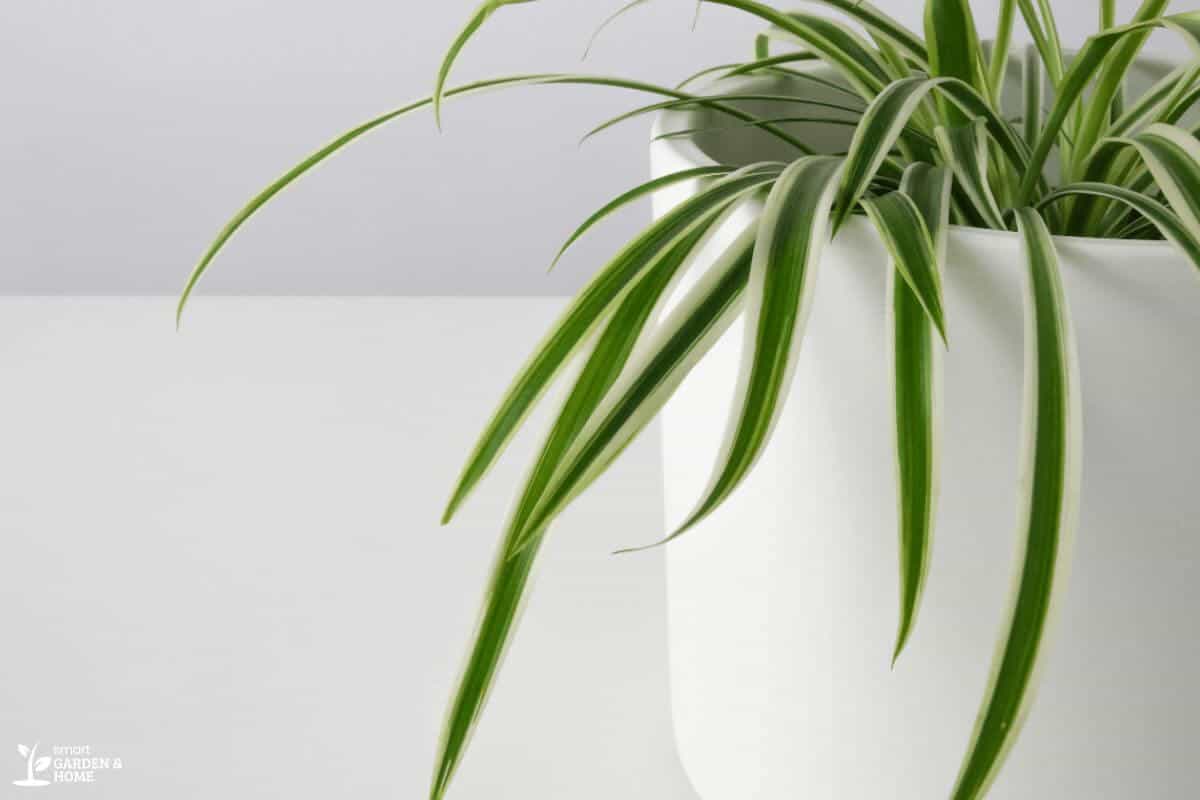 Close-up of a spider plant with long, arching green leaves featuring white stripes.