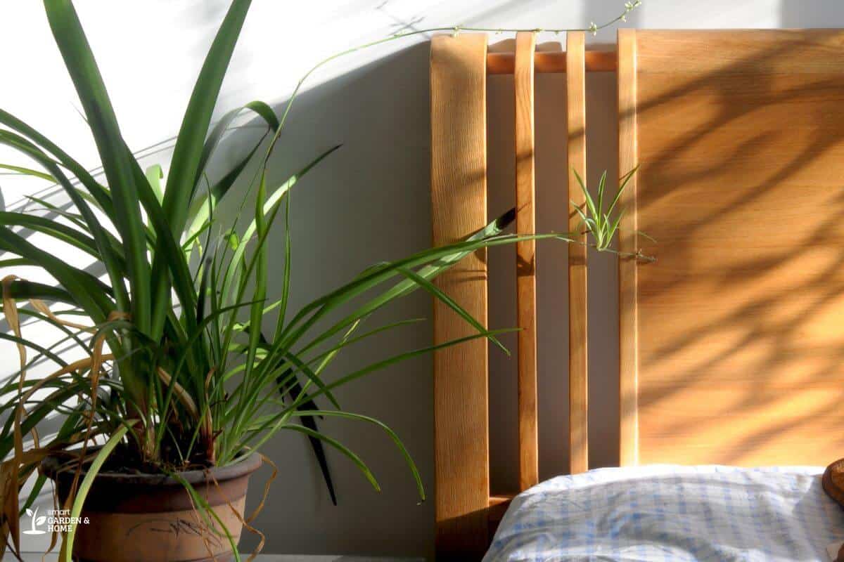 Spider Plant in a pot with dried leaves placed on a bedside table next to a wooden headboard.