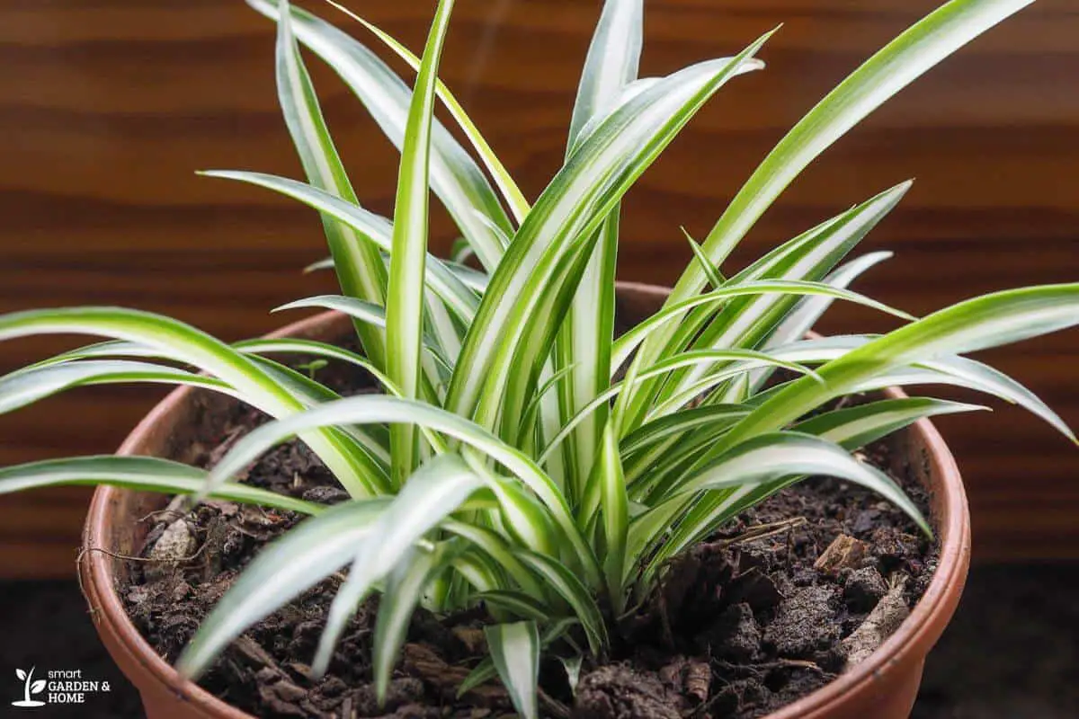Spider Plant in a Pot with Rich Soil