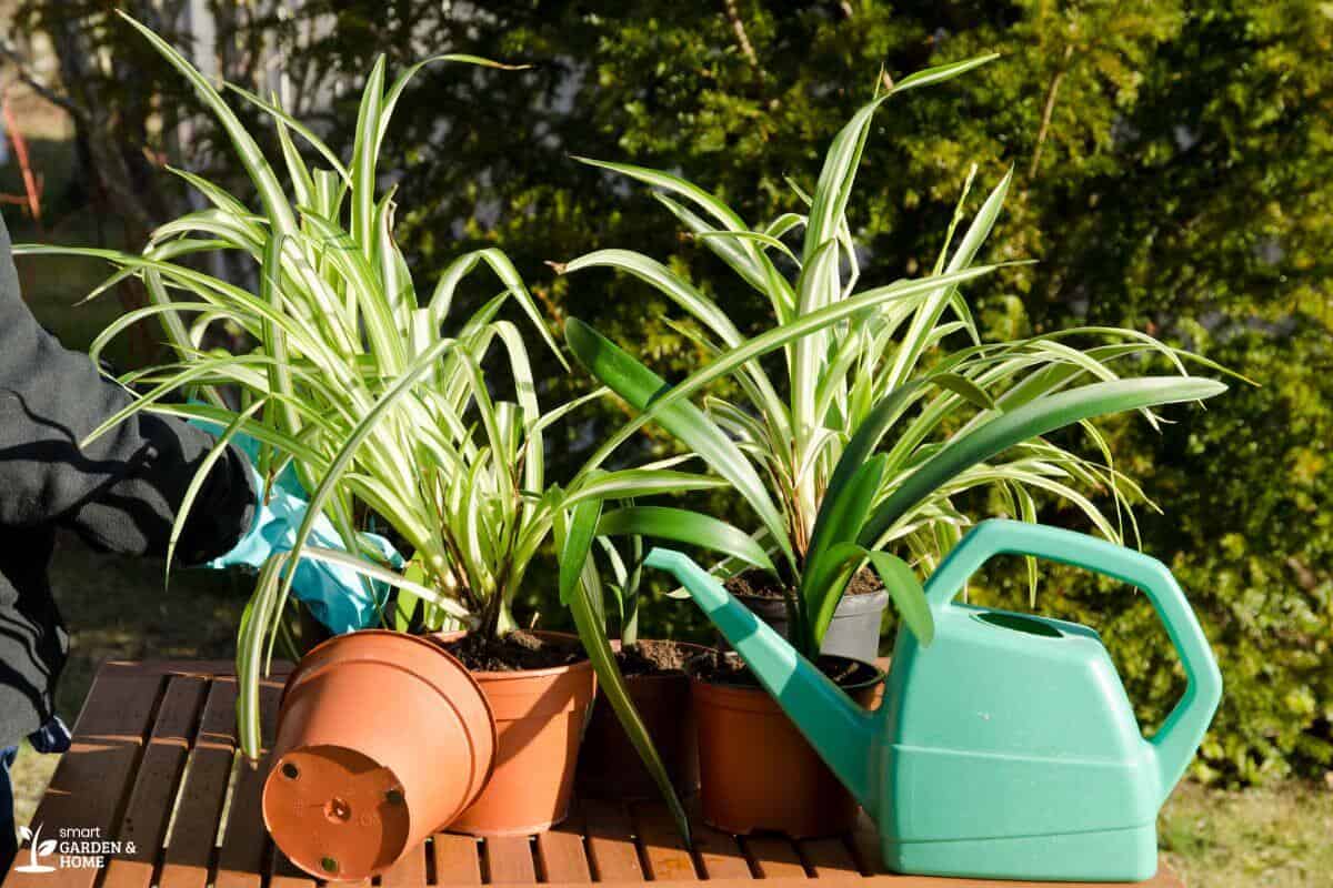 Spider Plants in a Pot with Sunlight