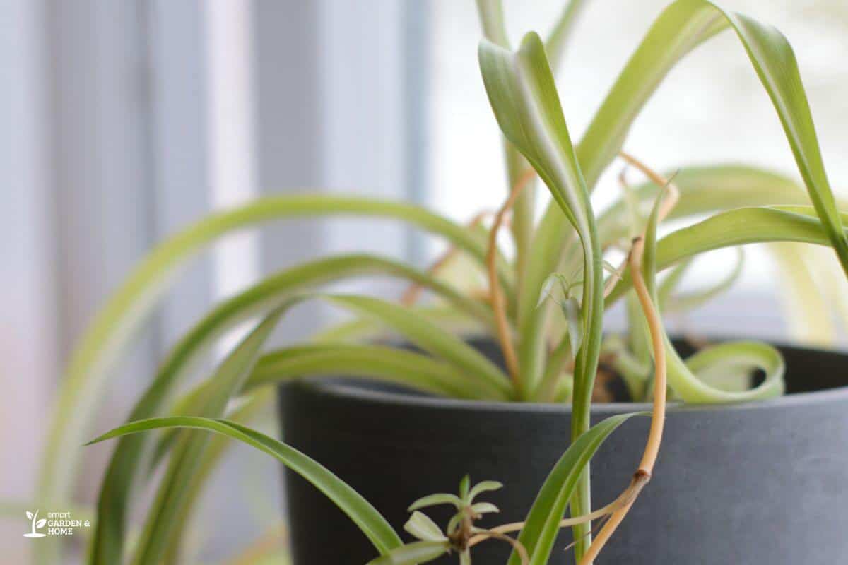 Spider Plant On A Pot