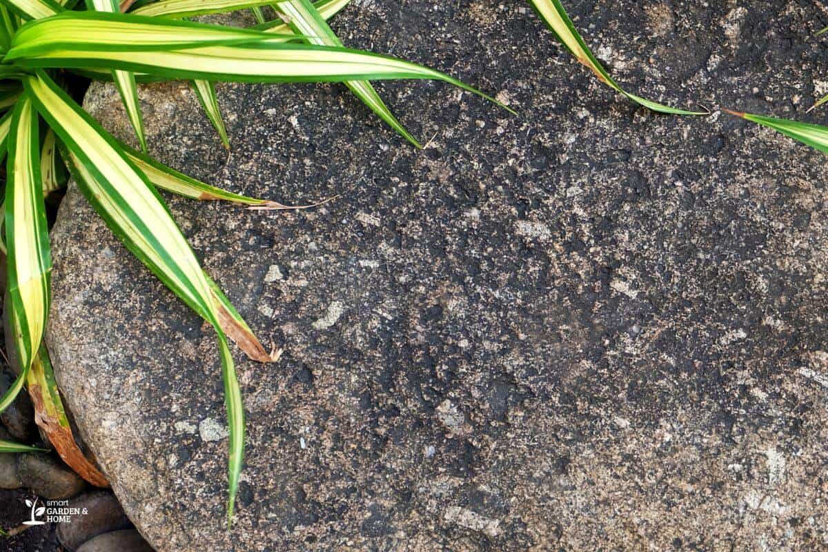 Spider Plant On A Rock With Burnt Leaves