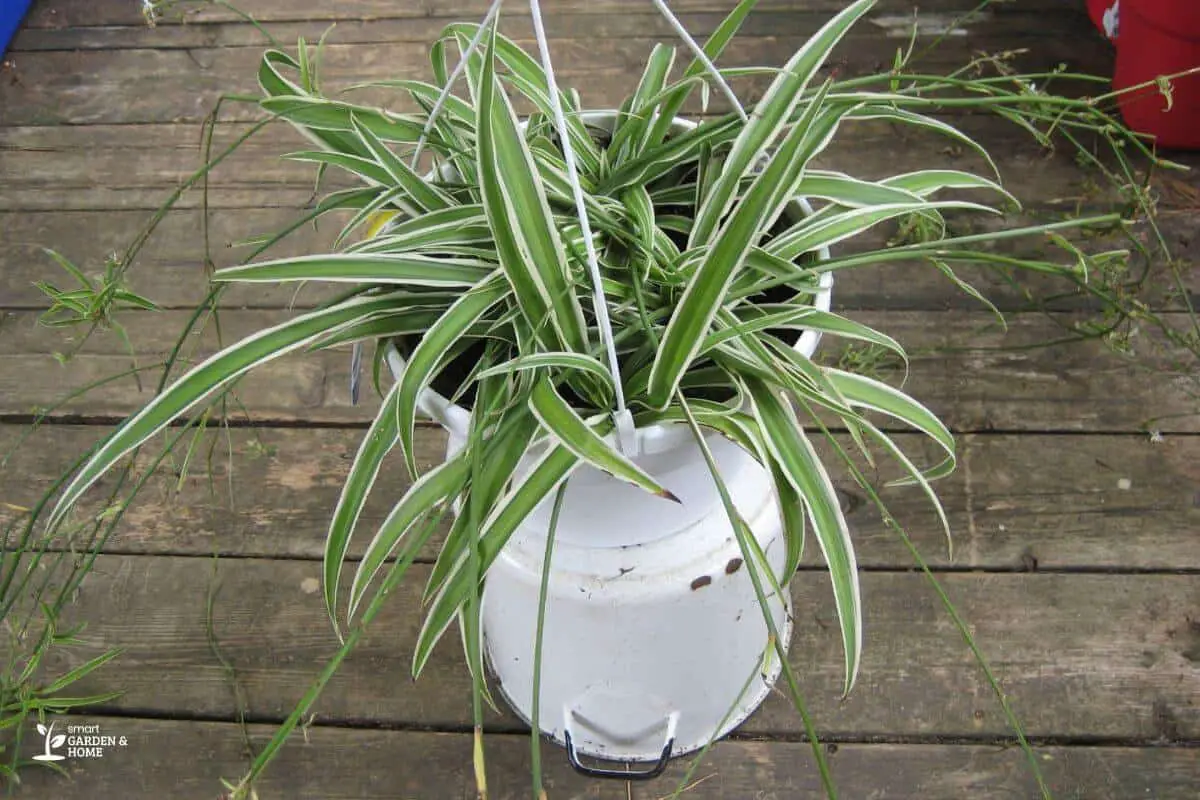 Spider Plant On A Shaded Area