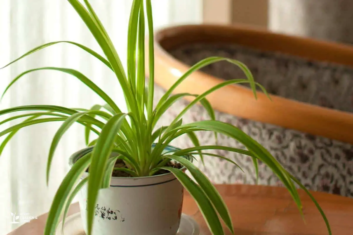 Spider Plant On A Small Pot