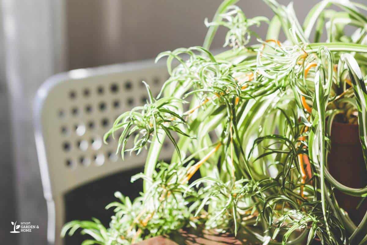 Spider Plant On A Summer Day