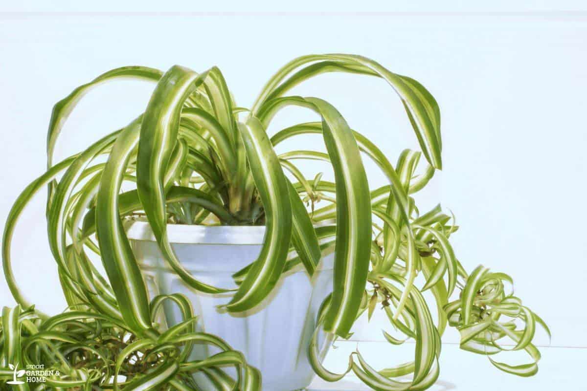 A spider plant with long, arching green leaves with white stripes sits in a white spider plant pot against a light background.