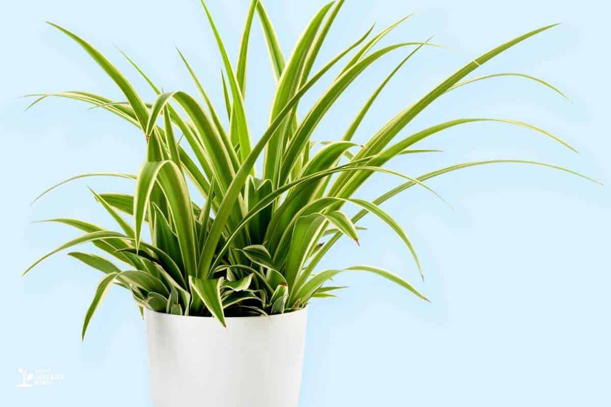 Spider Plant On A White Pot