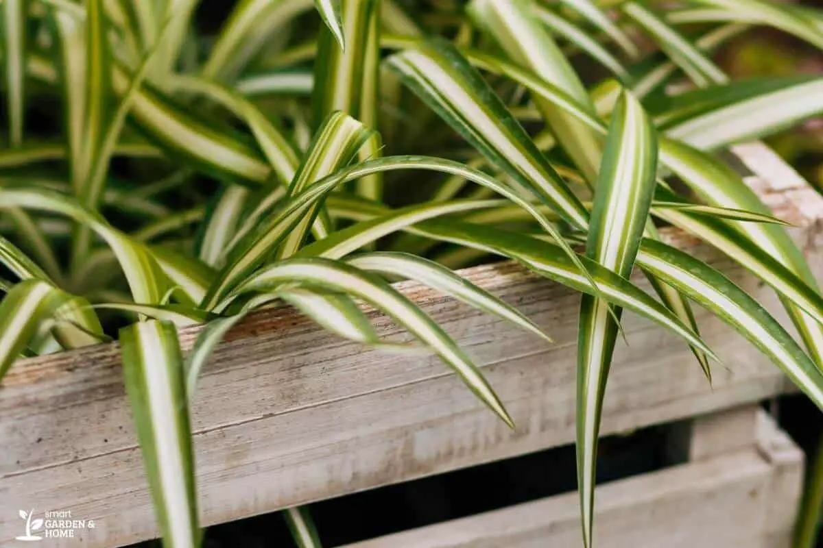 Spider Plant in a Wooden Box