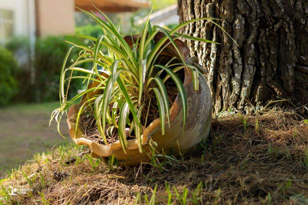 Spider Plant Tilting Sideways in a Clay Pot