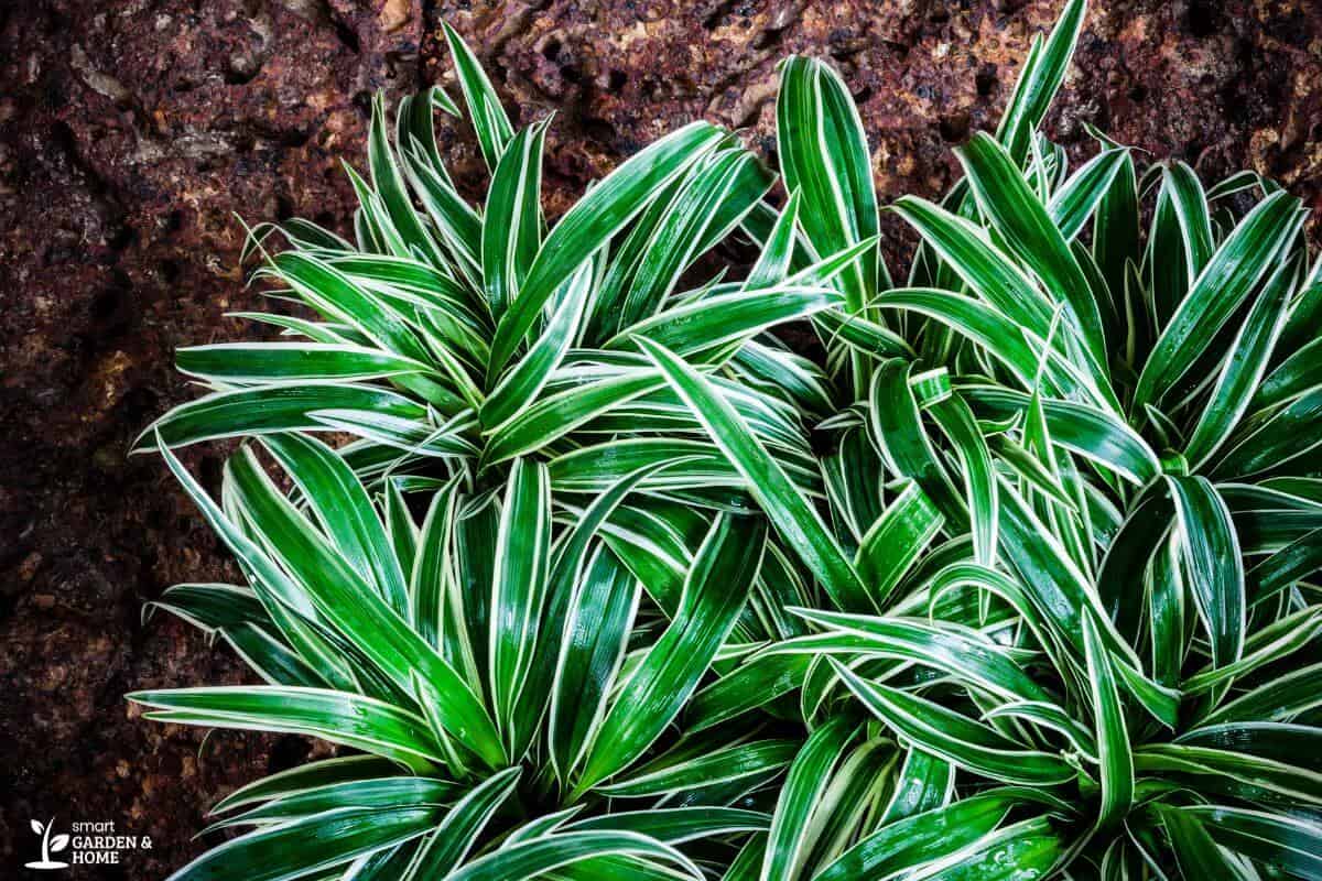 Cluster of vibrant green spider plants with white-striped leaves against a brown, earthy background.