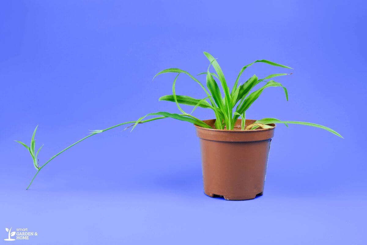 A spider plant in a brown plastic pot placed against a bright blue background.