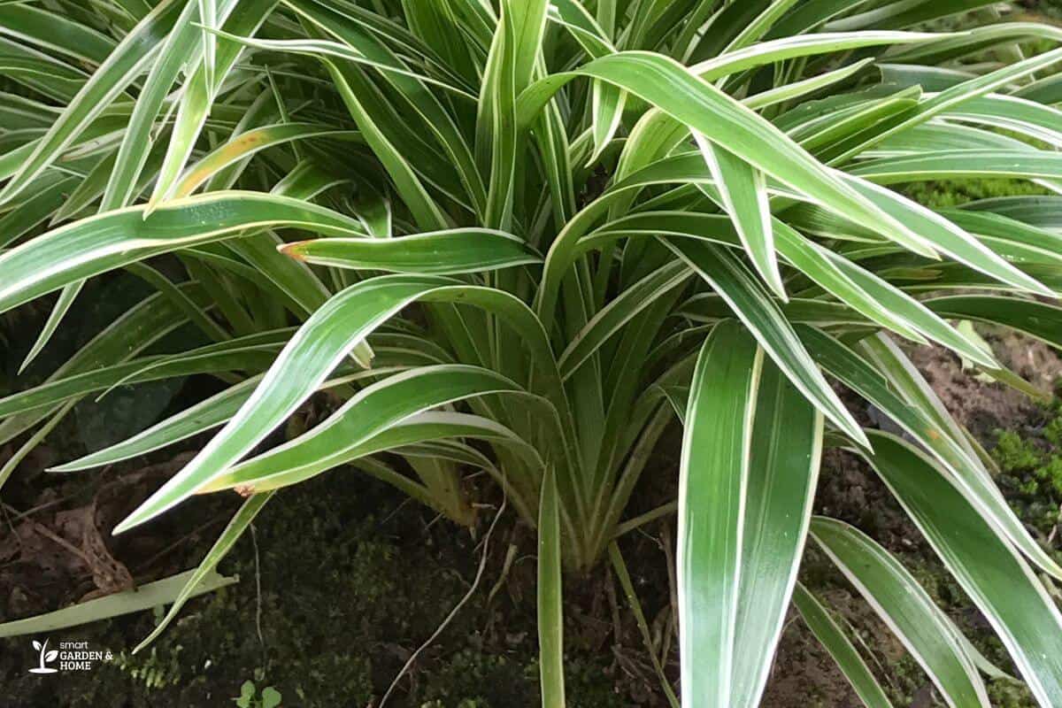 Spider Plant On Soil