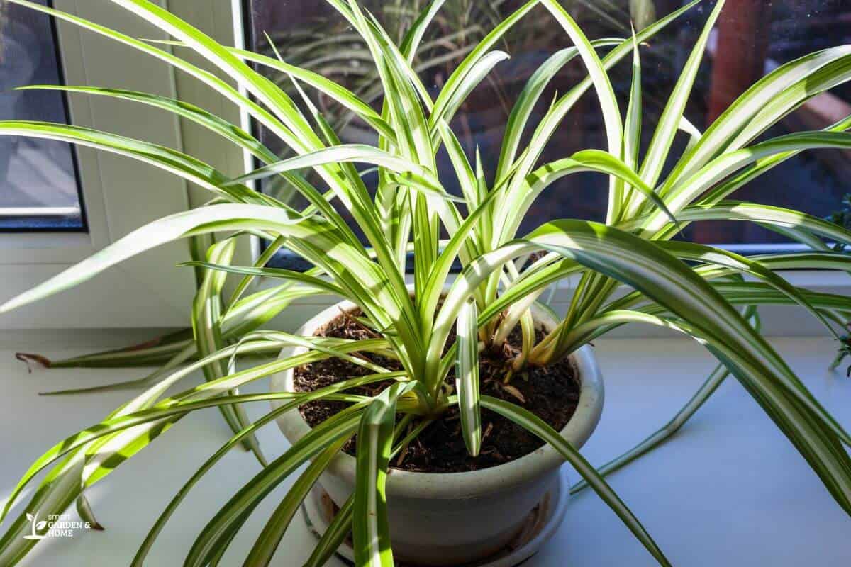 A spider plant with arching green leaves adorned with white stripes sits in a white pot on a sunny windowsill.