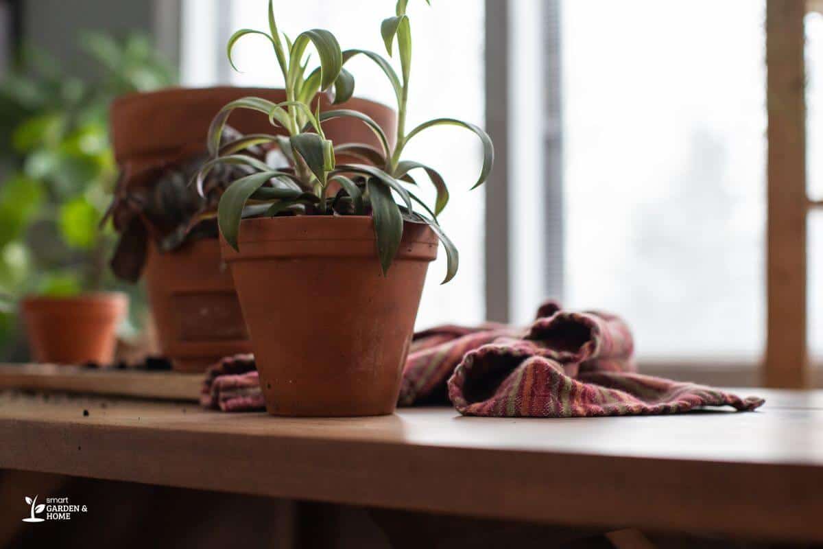 Spider Plant Repotted On Another Pot