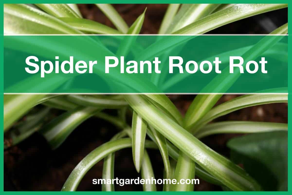 Spider Plant Root Rot