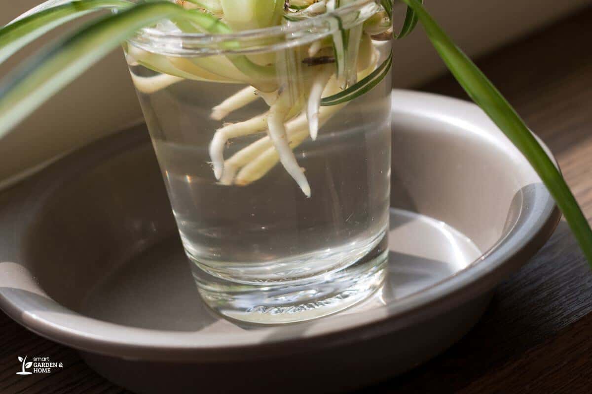 Spider Plant Roots Submerged Under Water