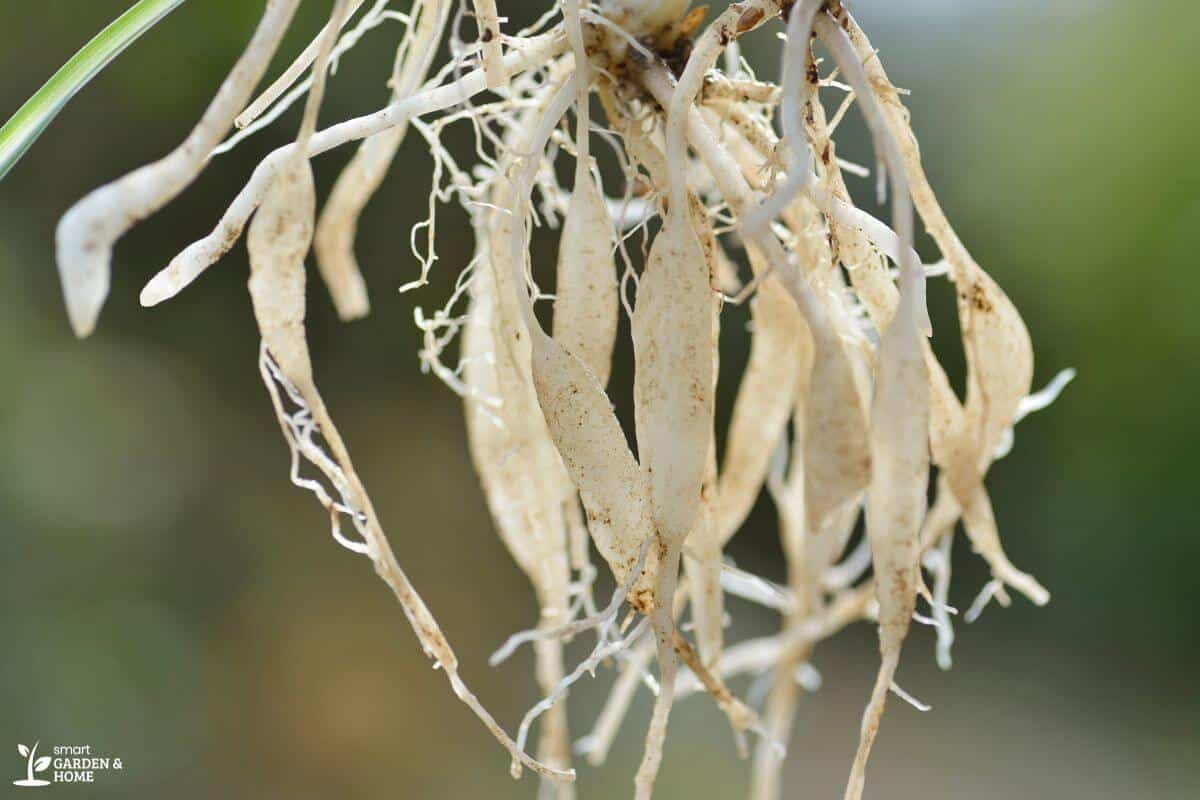 Spider Plant Roots