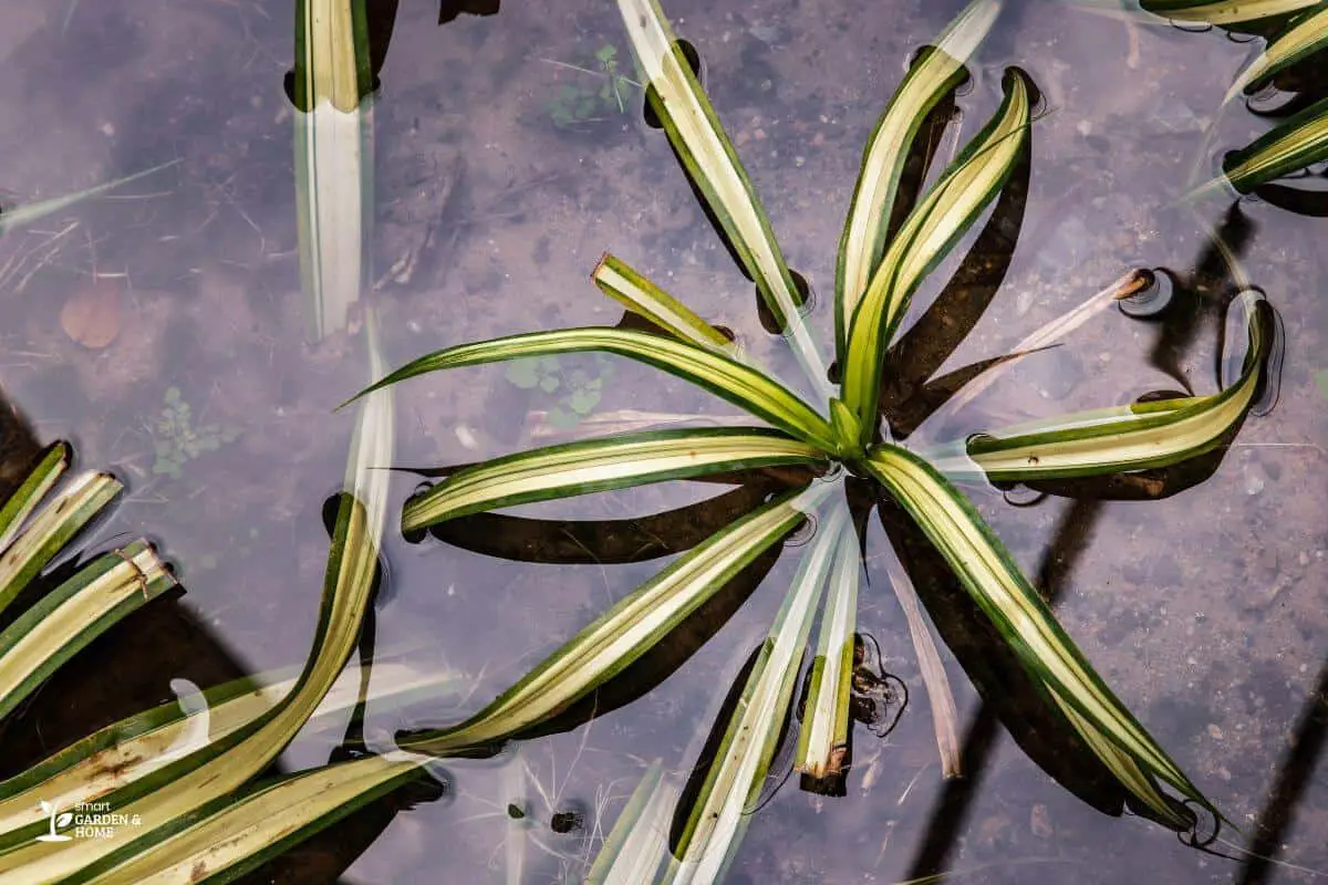 Spider Plant Submerged Under Water