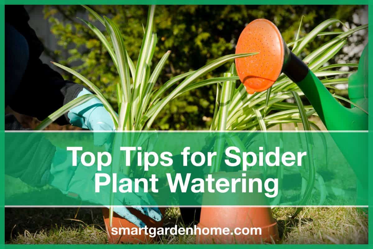 Top Tips For Spider Plant Watering - Smart Garden And Home