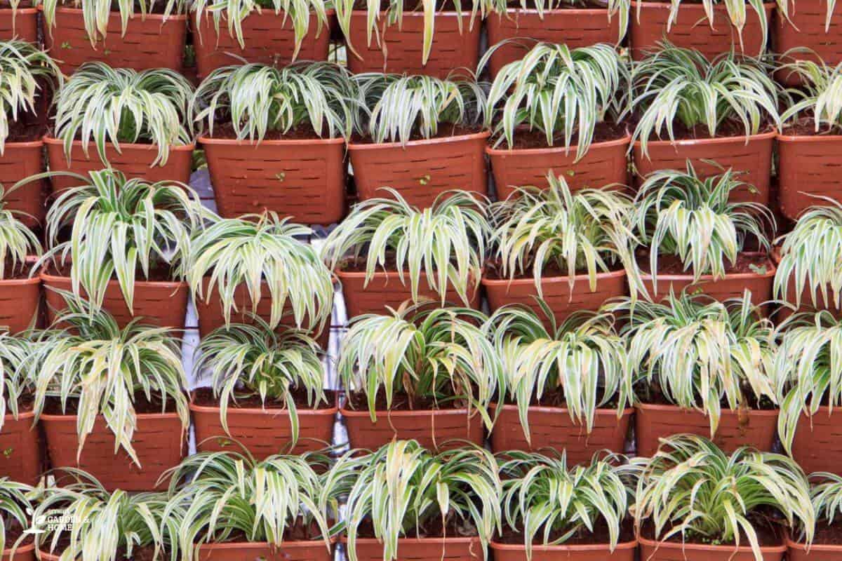 Spider Plant With Bending Leaves