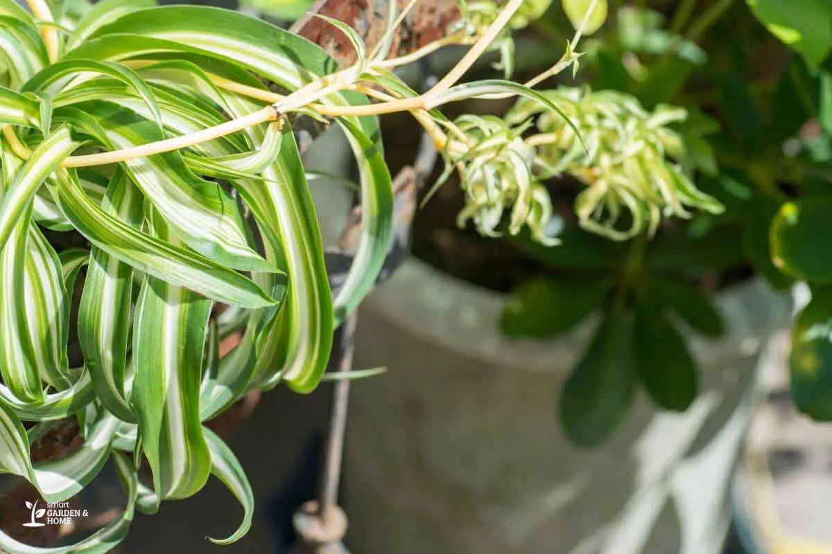 Spider Plant With Curling Leaves