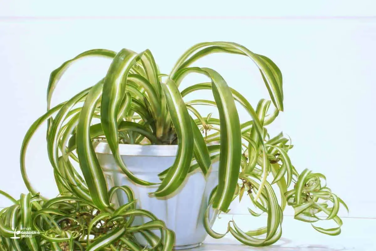 Spider Plant With Curly Leaves On A Small Pot