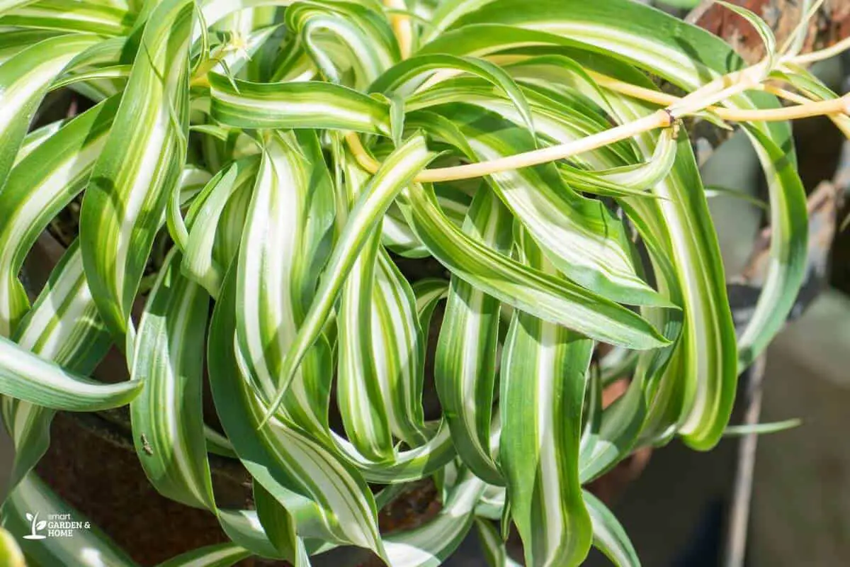 Spider Plant With Curly Leaves On Direct Sunlight