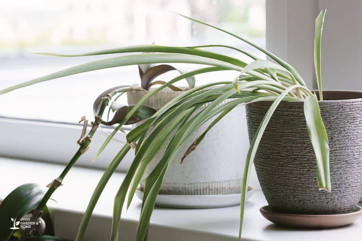 Spider Plant with Dried and Droopy Leaves