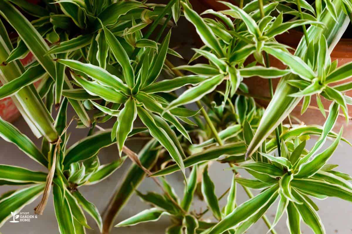 Lush cluster of green spider plants with long, arching leaves featuring white stripes but some has brown edges.