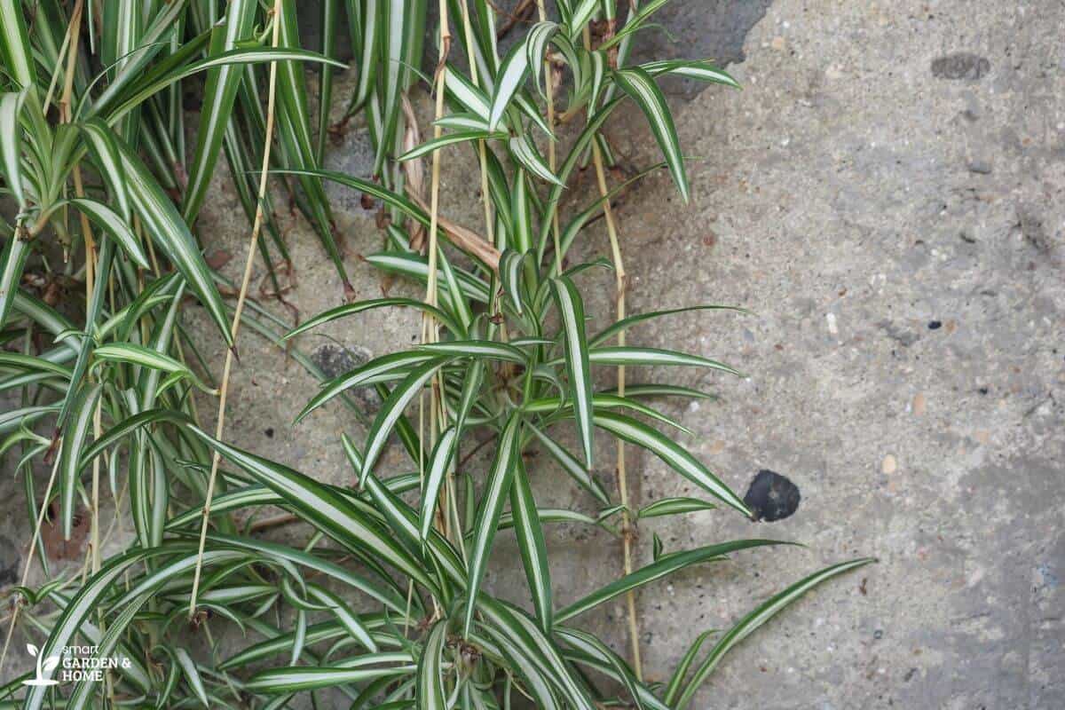 Spider Plant with Dried Leaves