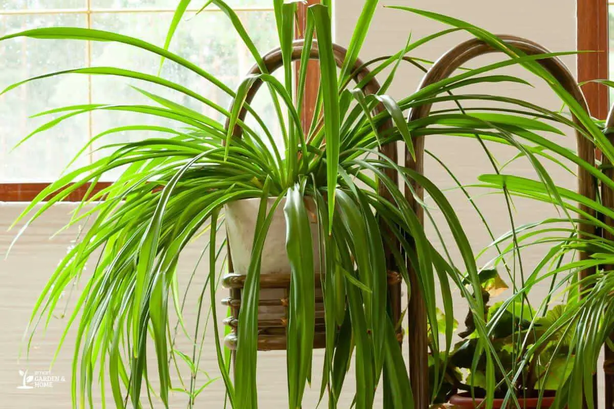 Spider Plant With Drooping Leaves