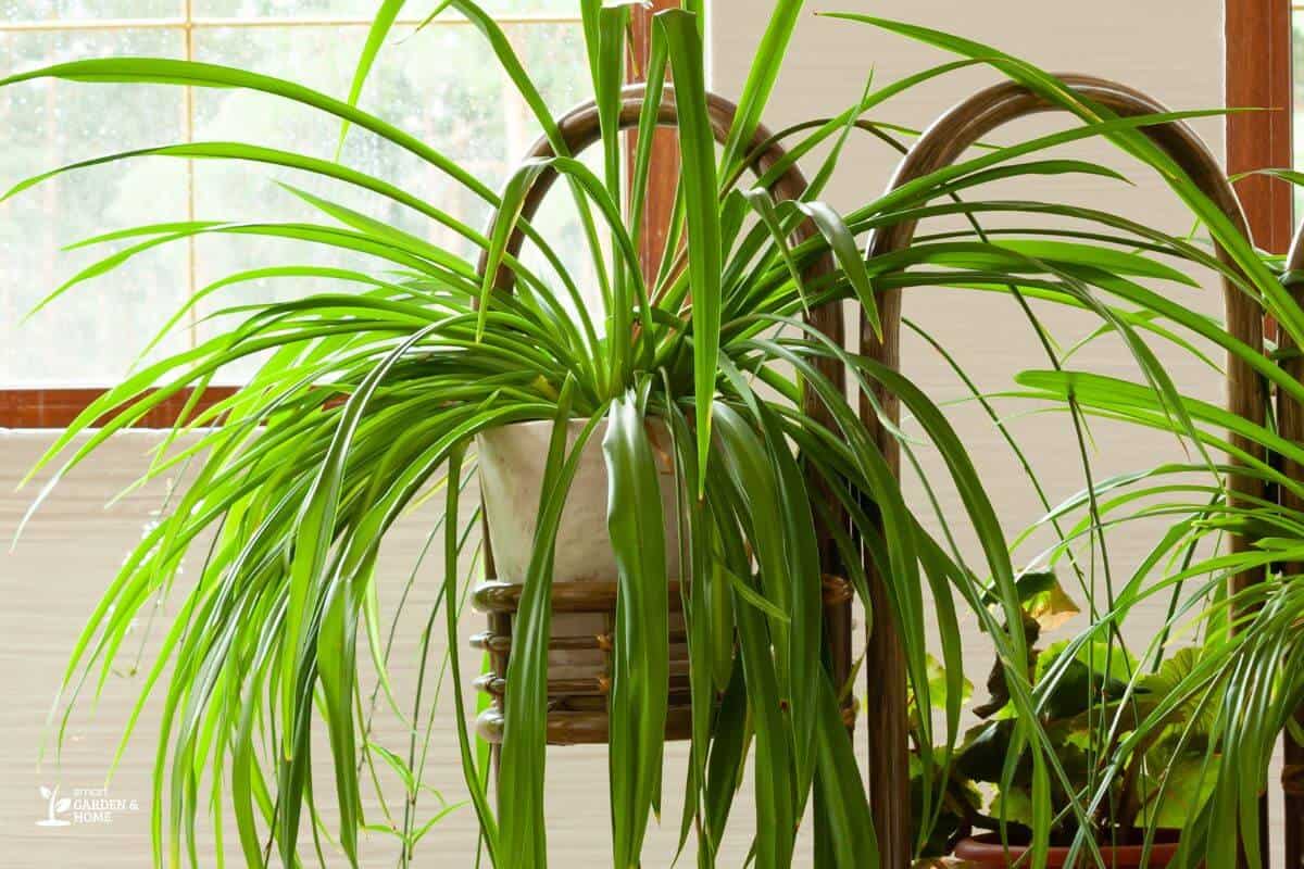 Spider Plant With Drooping Leaves