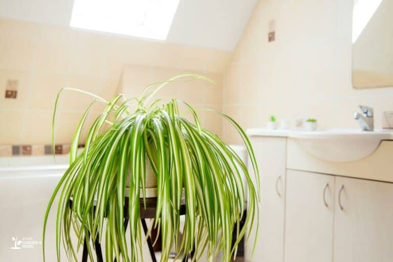 9 Spider Plant Problems: Troubleshoot and Fix - Smart Garden and Home