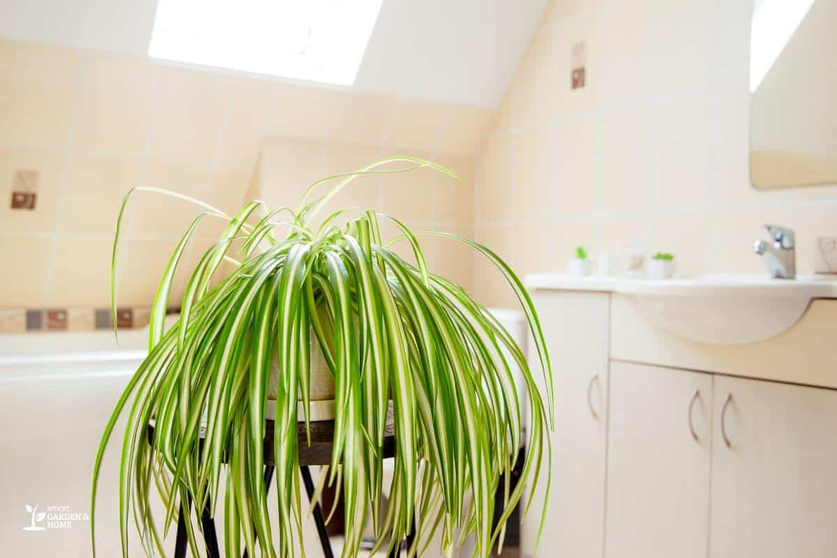 Spider Plant with Droopy Leaves