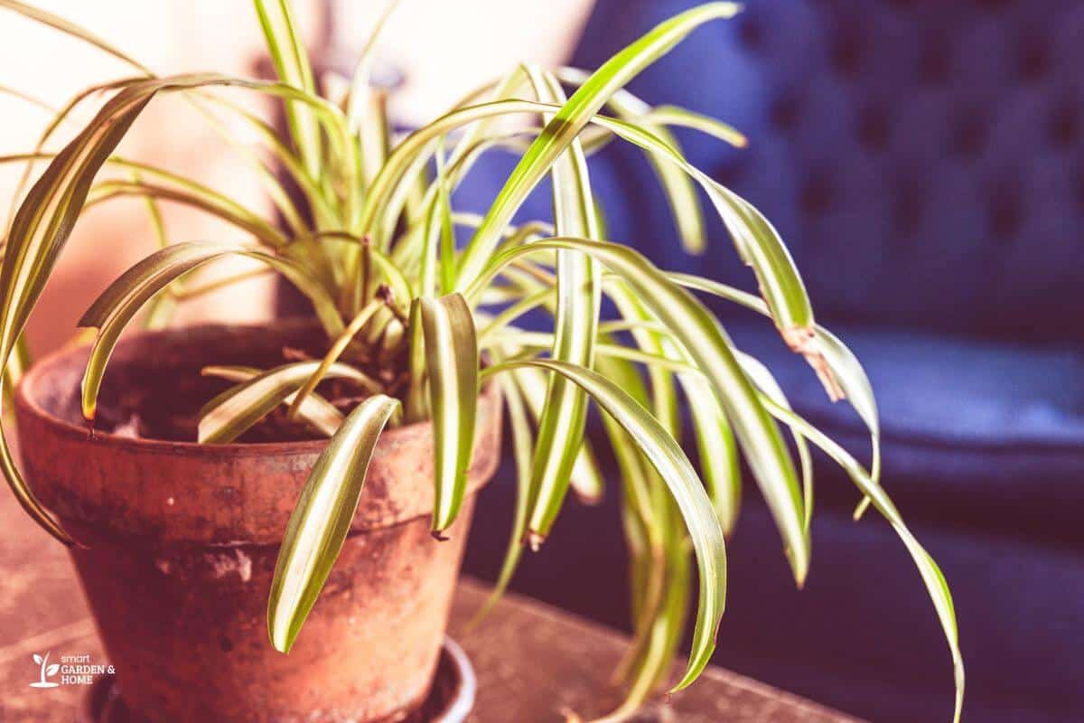 Spider Plant With Flimsy Leaves