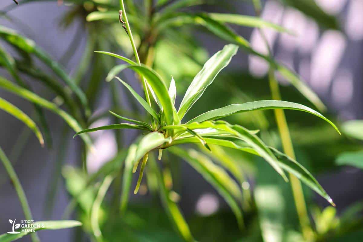 Spider Plant with Good Lighting Condition