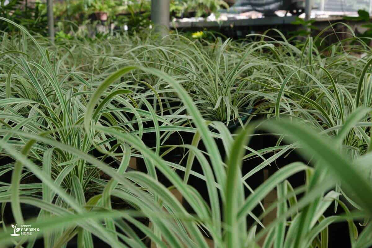 Spider Plant With Insufficient Light