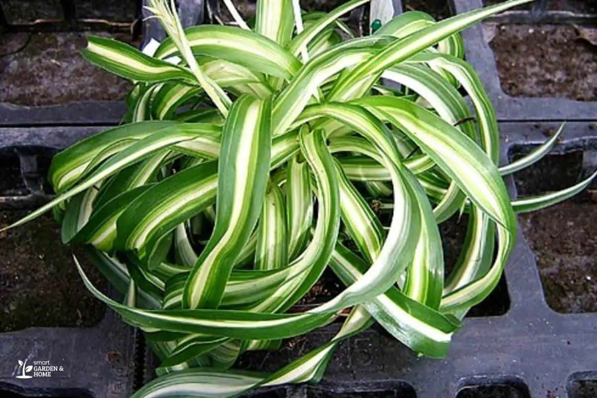 Spider Plant With Long And Curling Leaves