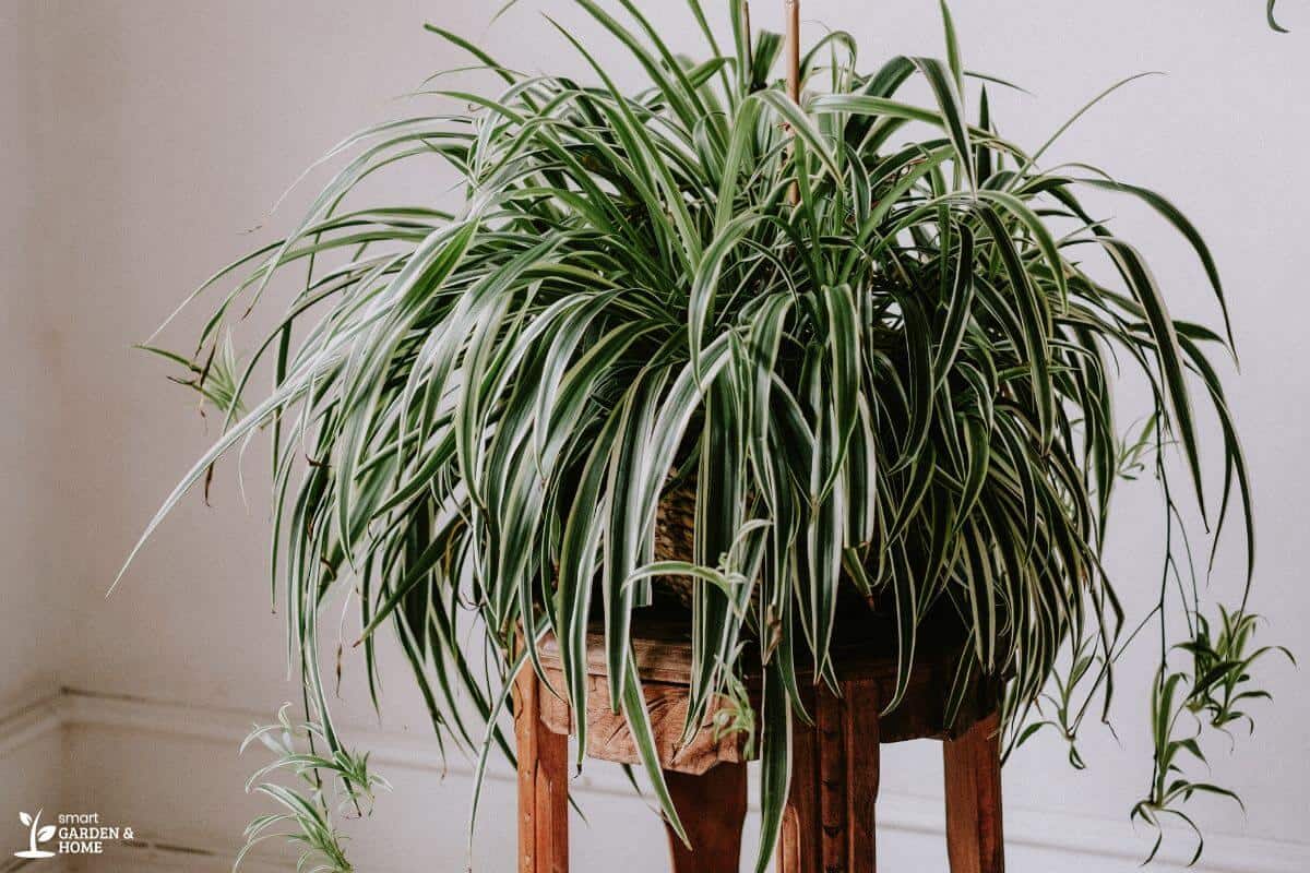 Spider Plant with Low-Light Exposure