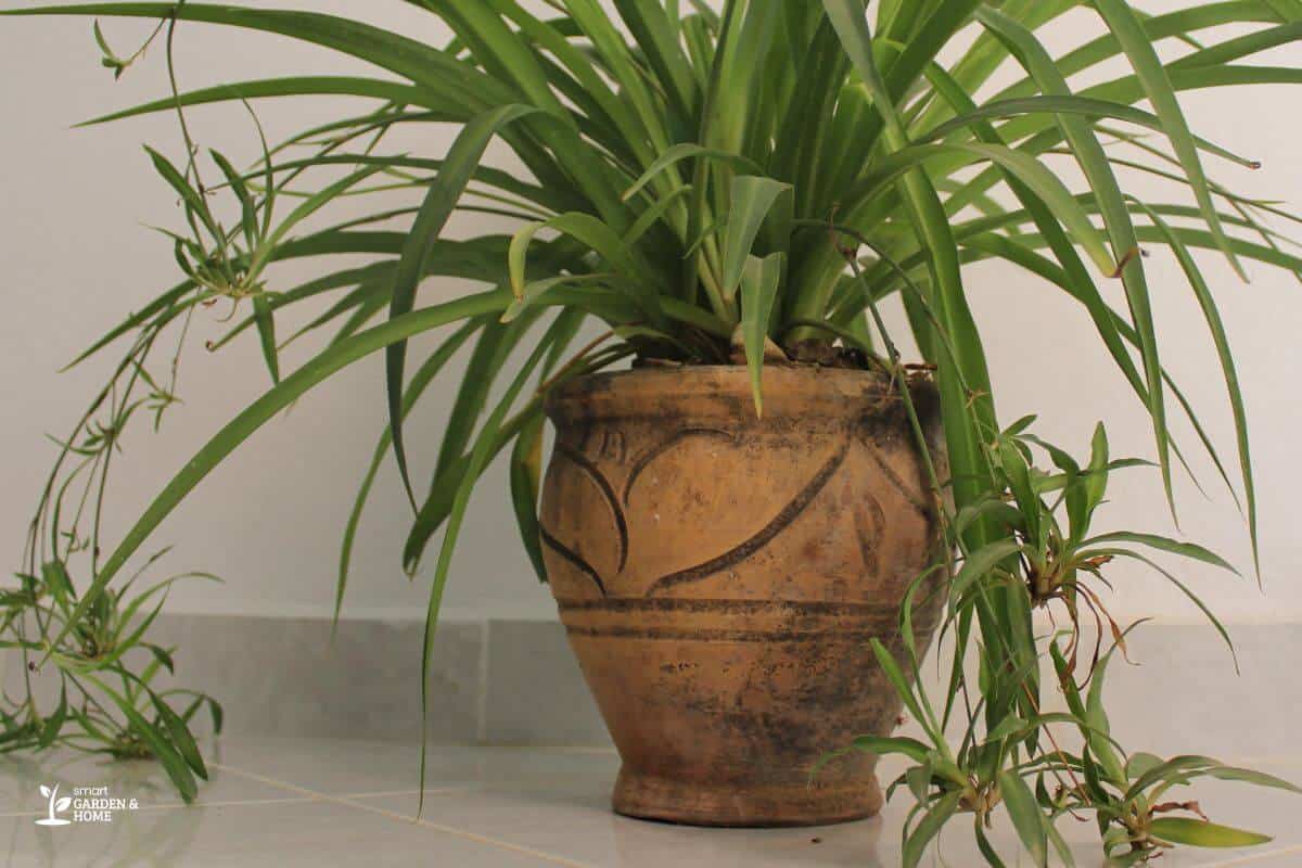 A Spider Plant with long, arching green leaves and baby plantlets on the ends of its stems grows in a weathered, brown terracotta pot placed on a tiled floor.