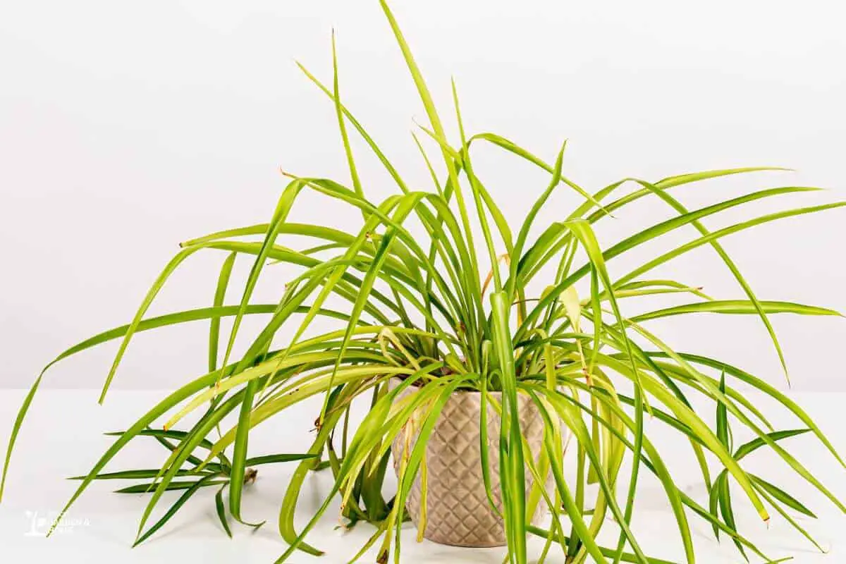 Spider Plant With Uneven Growth