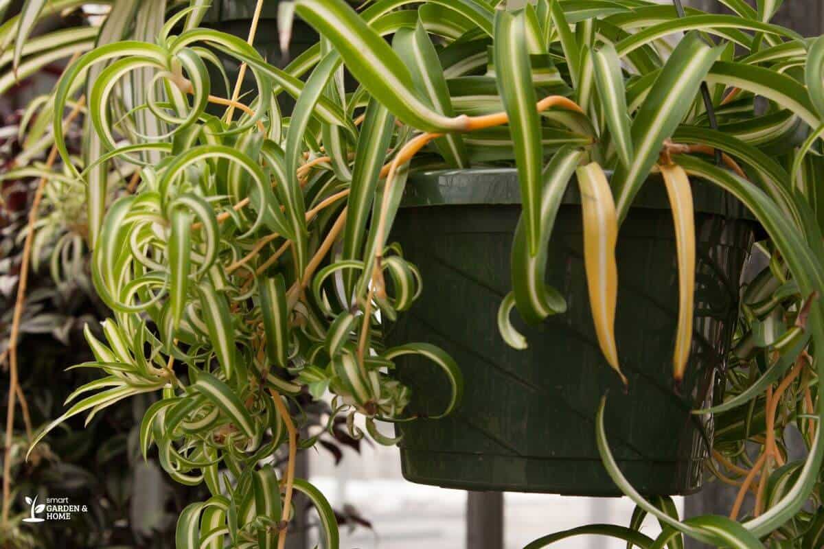 Spider Plant With Wilted Leaves